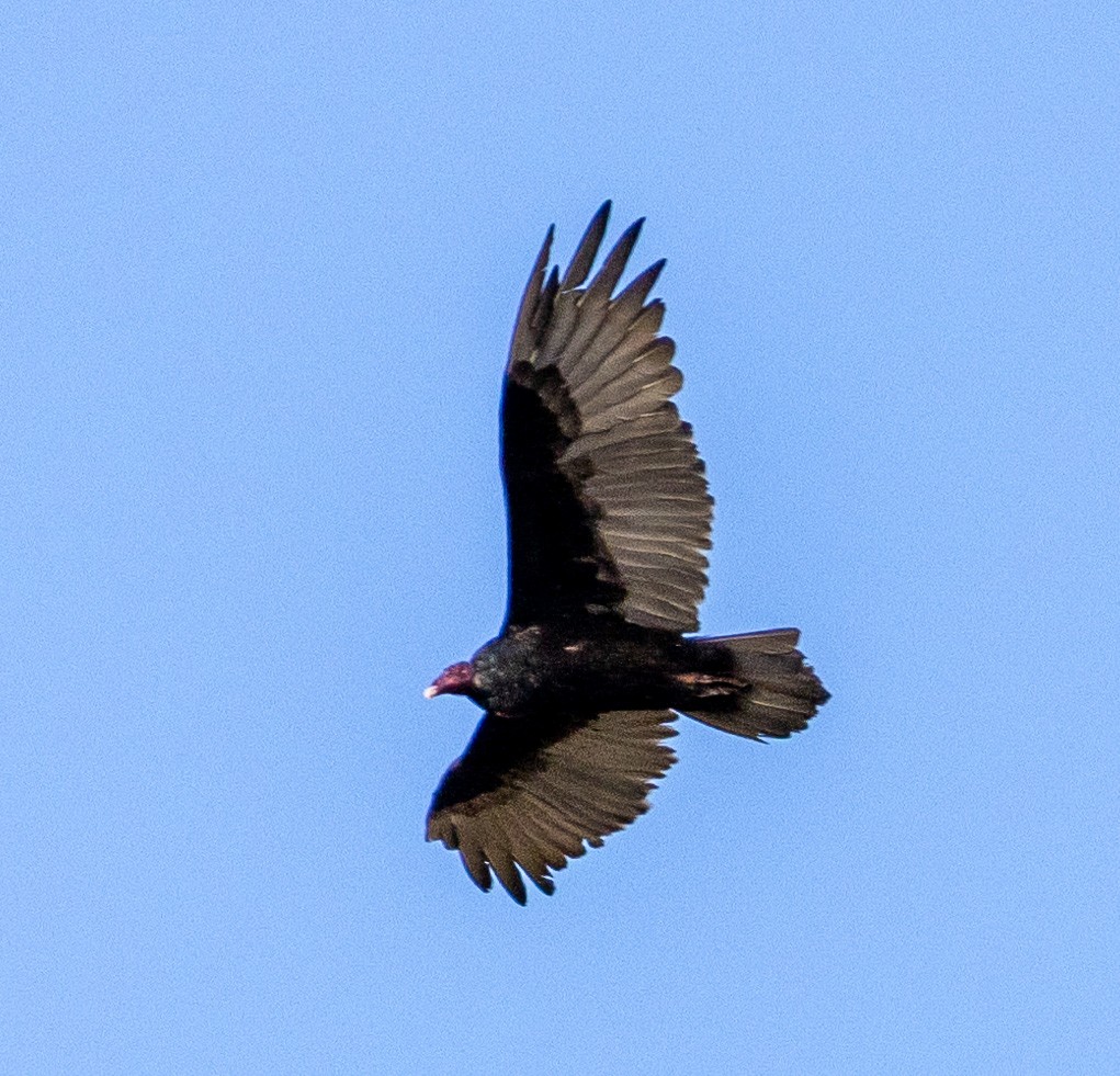 Turkey Vulture - ML609930559