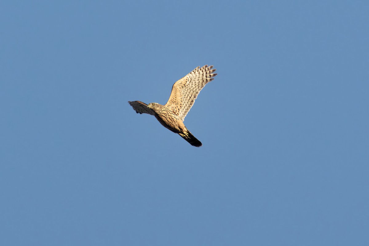 Eurasian Goshawk - ML609930641