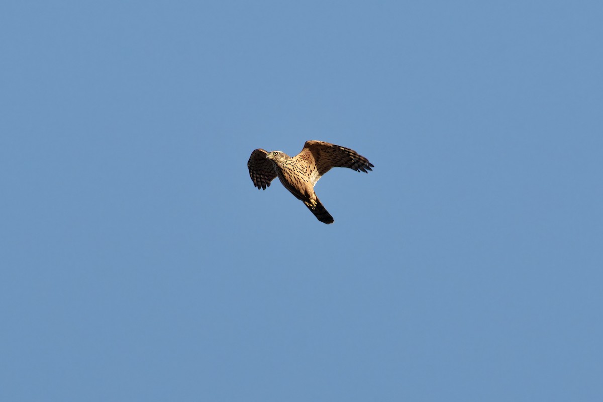 Eurasian Goshawk - ML609930642