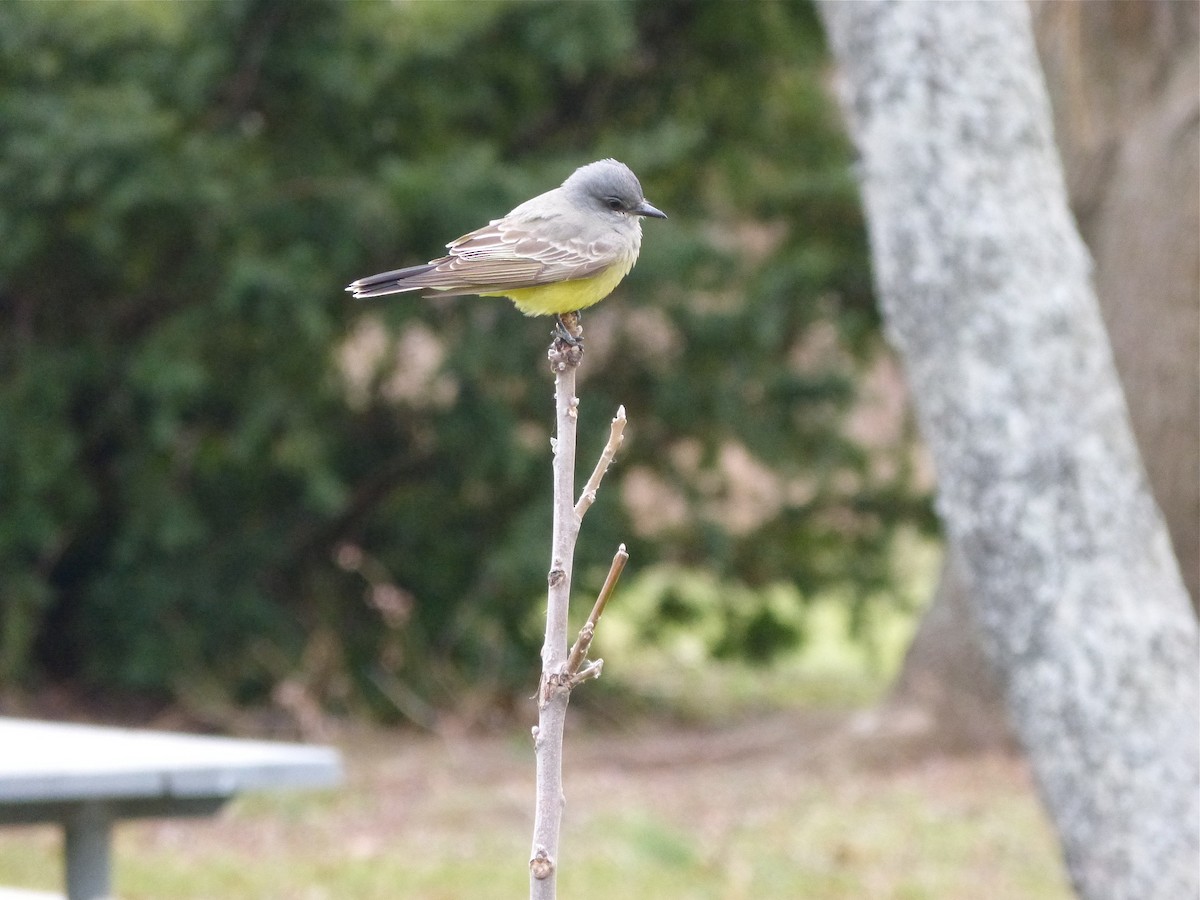 Cassin's Kingbird - ML609930690