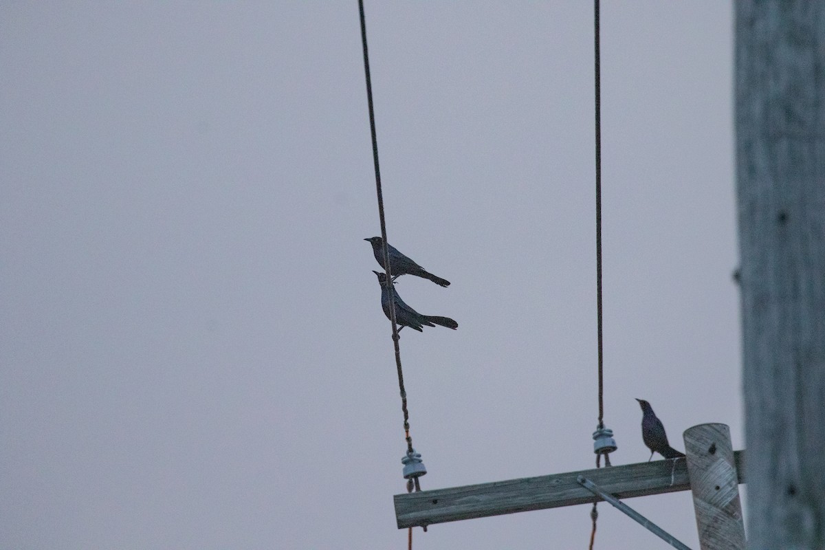 Boat-tailed Grackle - ML609930833