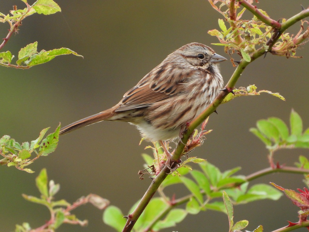 Song Sparrow - ML609930932