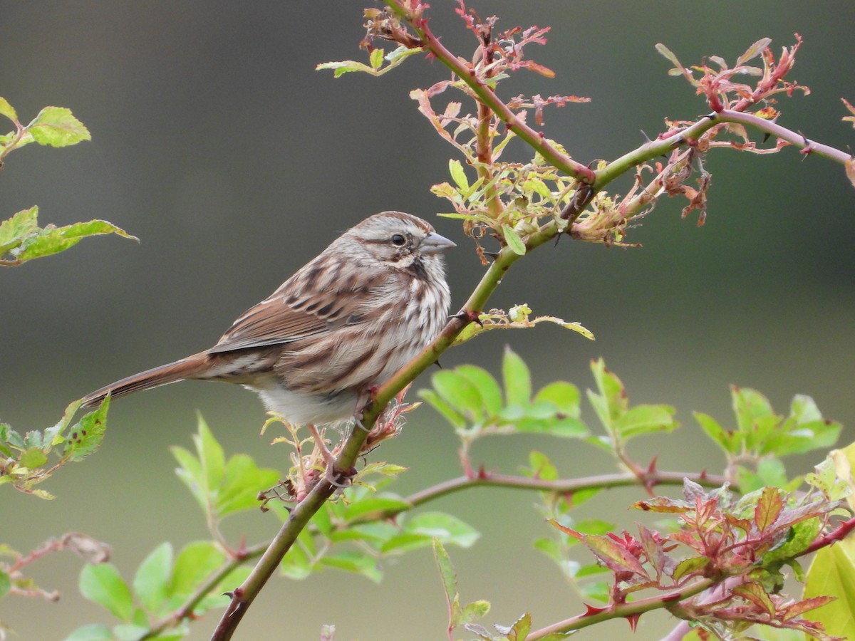 Song Sparrow - ML609930933