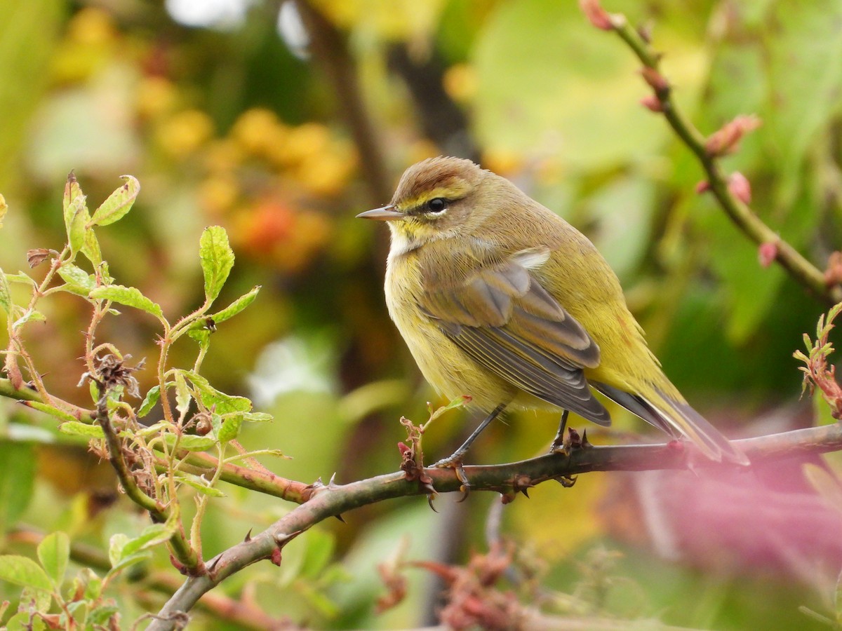 Palm Warbler - ML609930948