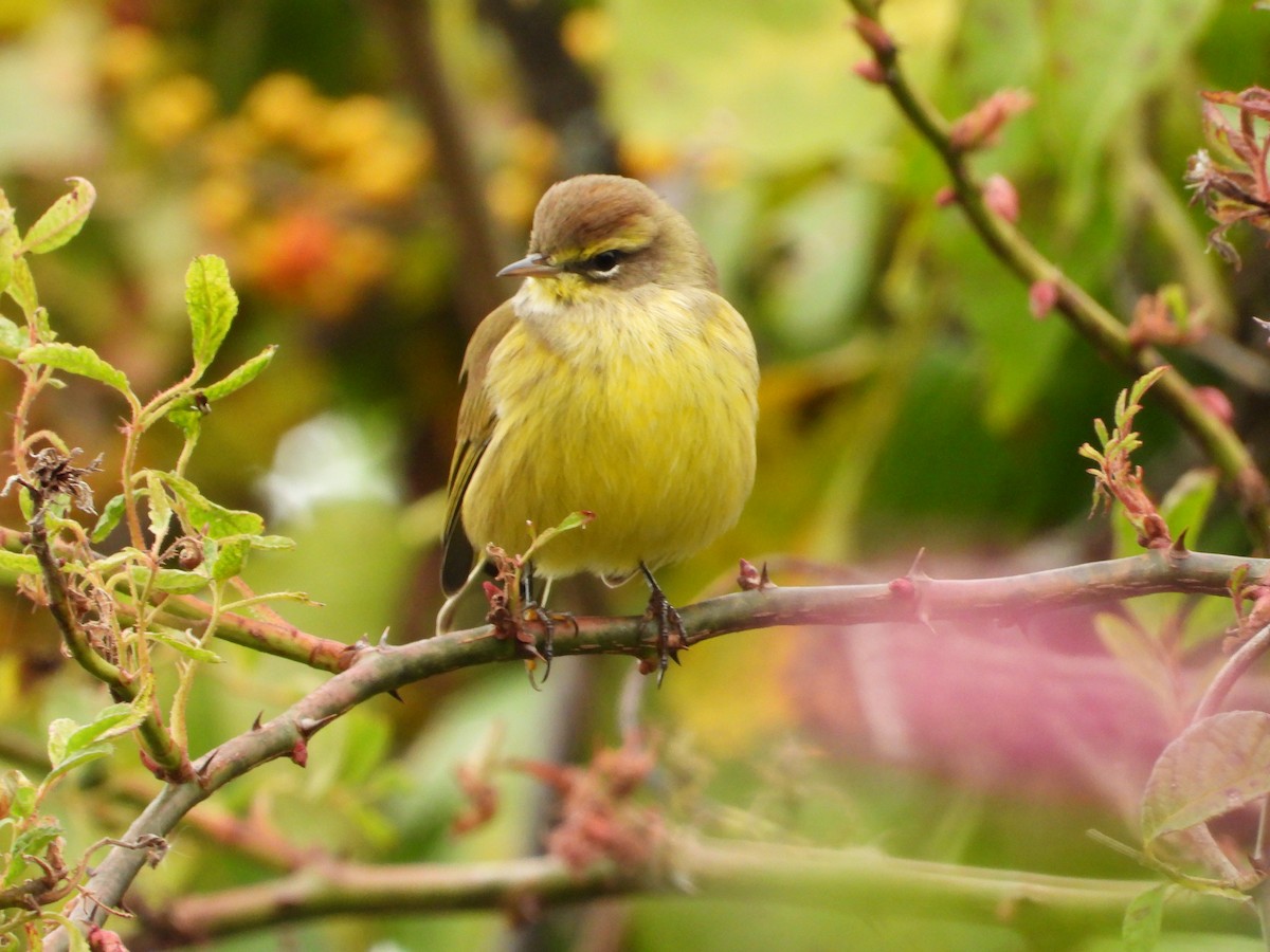 Palm Warbler - ML609930950