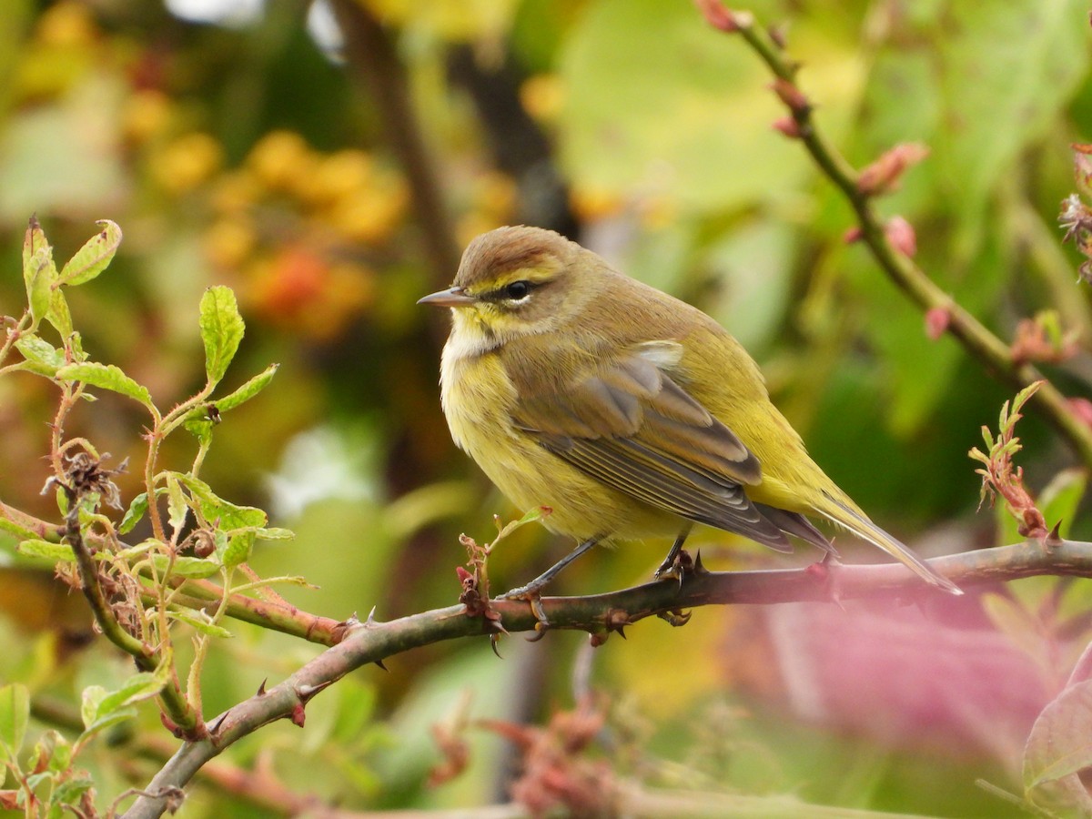 Palm Warbler - ML609930951