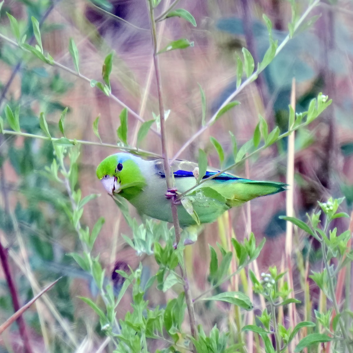 Pacific Parrotlet - Thomas Burns