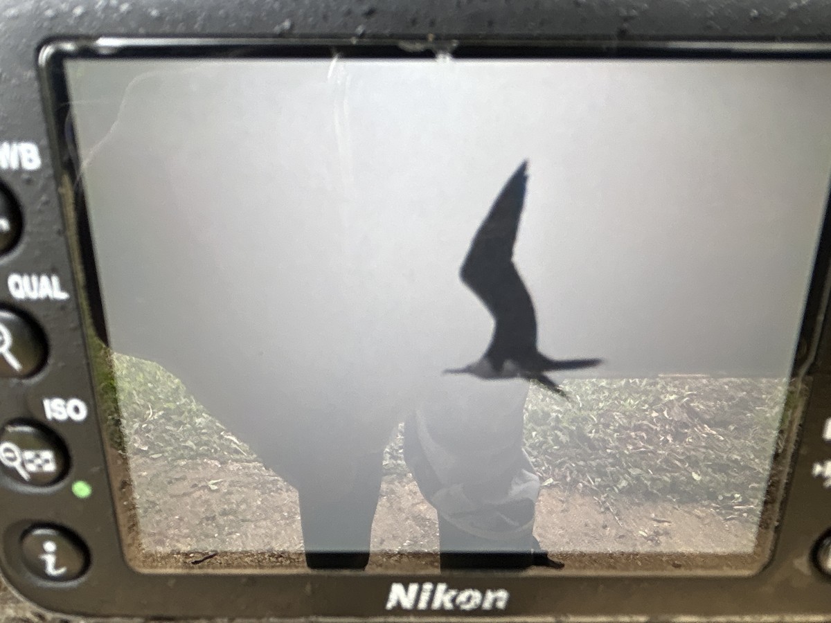 Magnificent Frigatebird - ML609930953