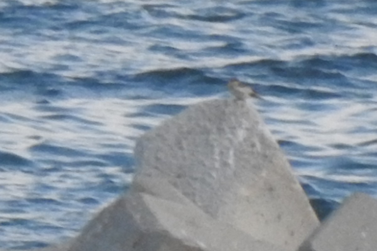 Цасч хөмрөг - ML609931047