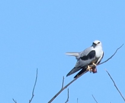 White-tailed Kite - ML609931079