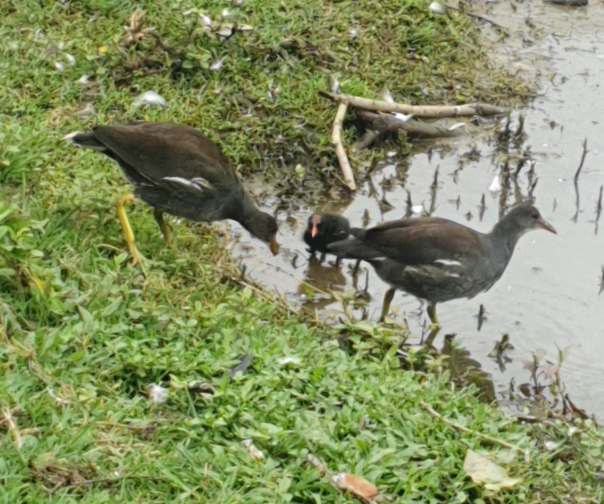 Common Gallinule - Maria Elisa Gussoni