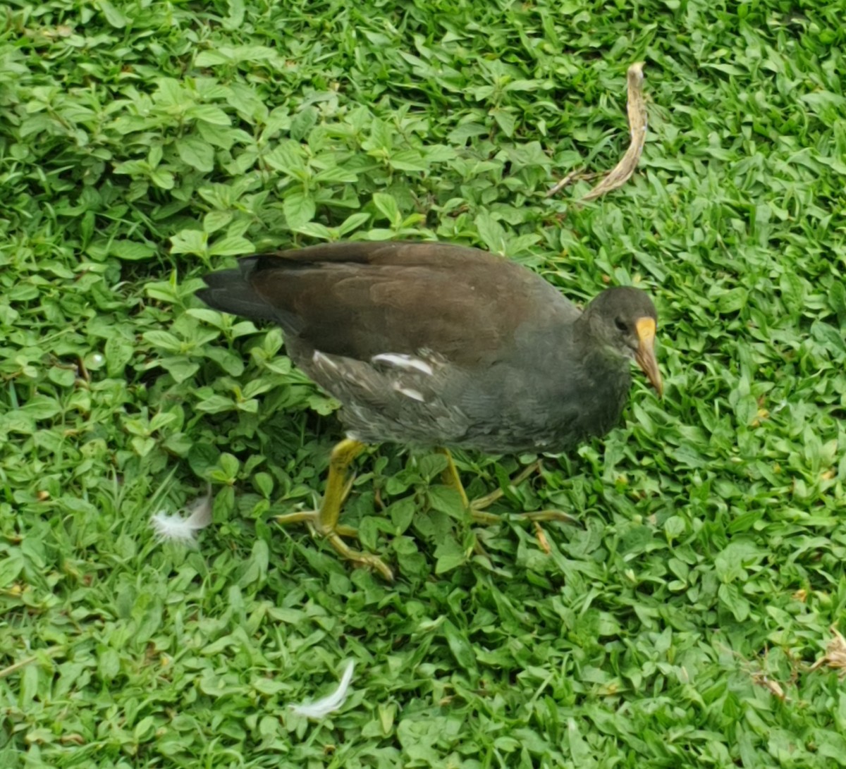 Gallinule d'Amérique - ML609931104