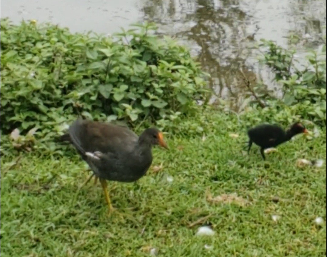 Common Gallinule - Maria Elisa Gussoni