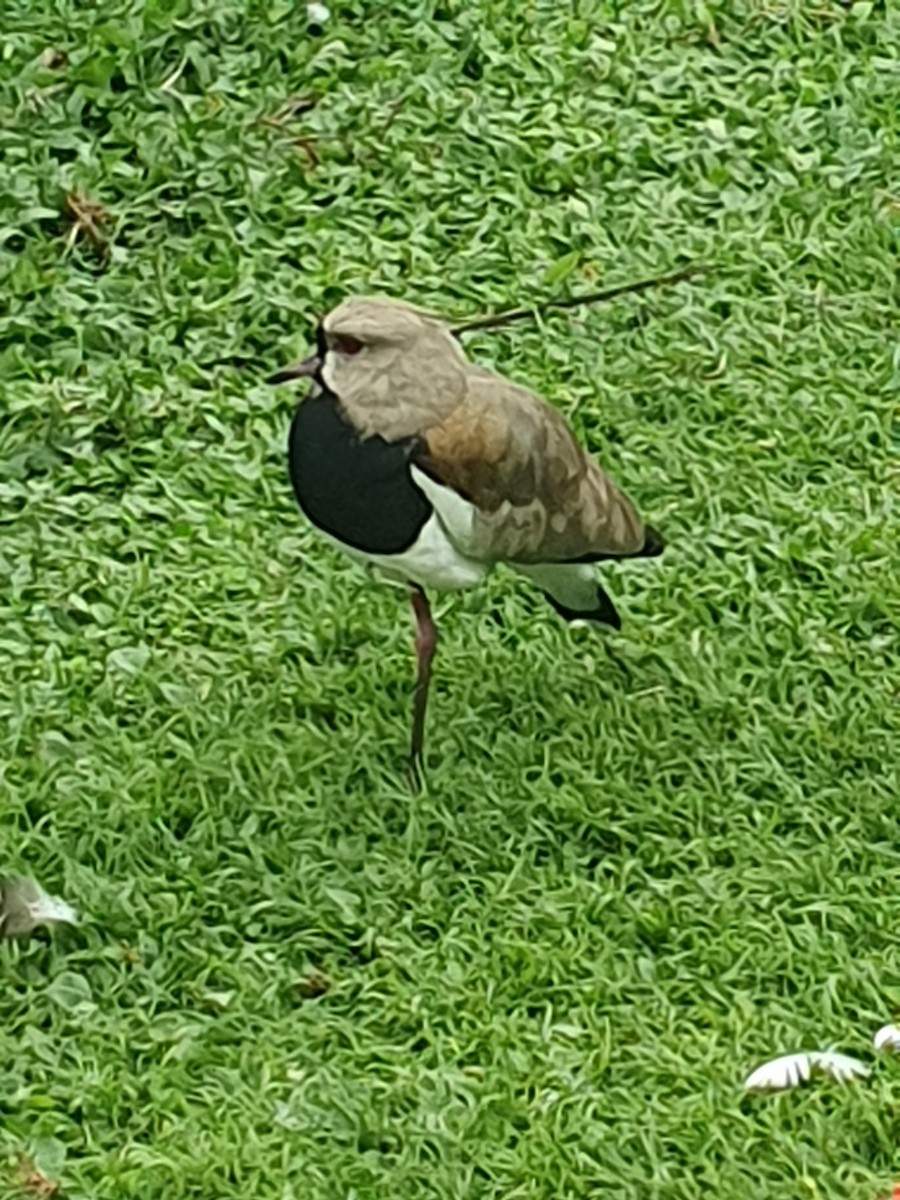 Southern Lapwing - ML609931139