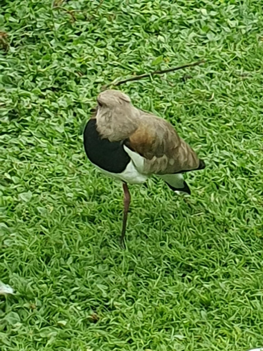 Southern Lapwing - ML609931140