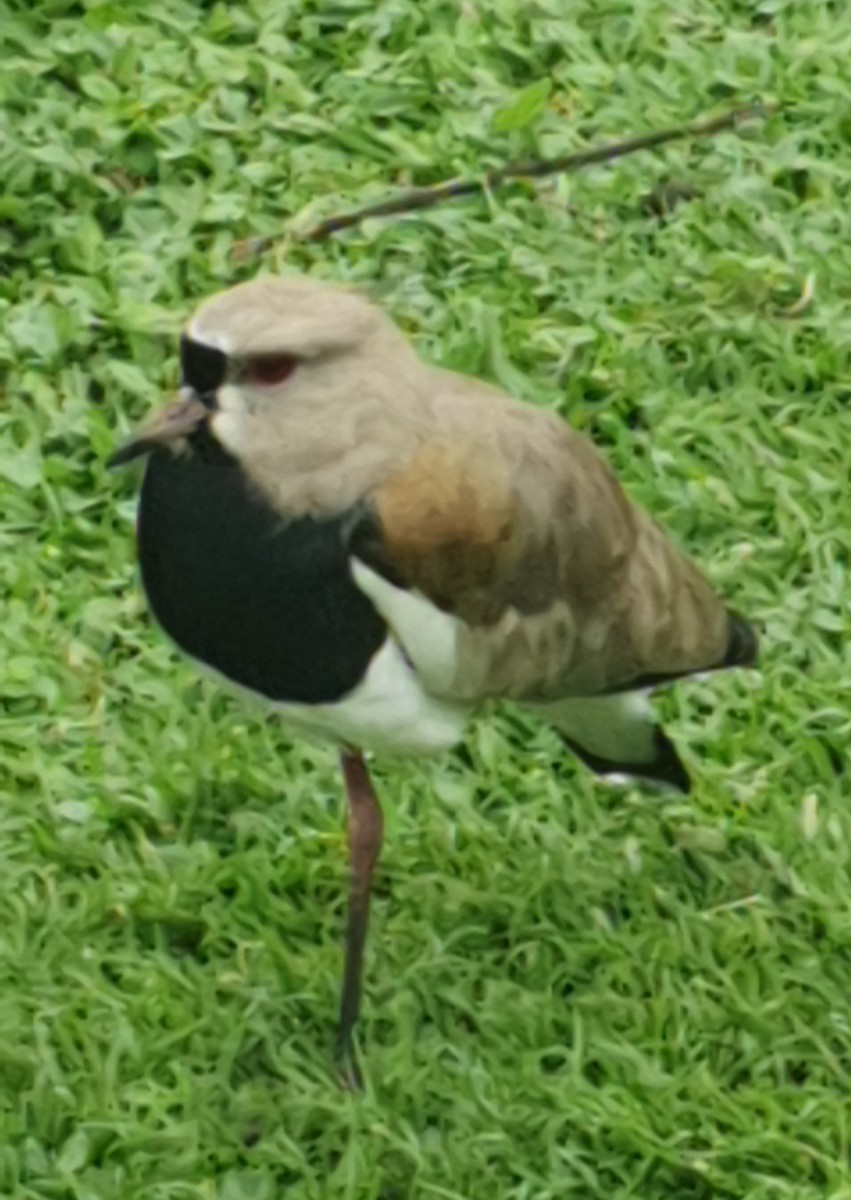 Southern Lapwing - ML609931142