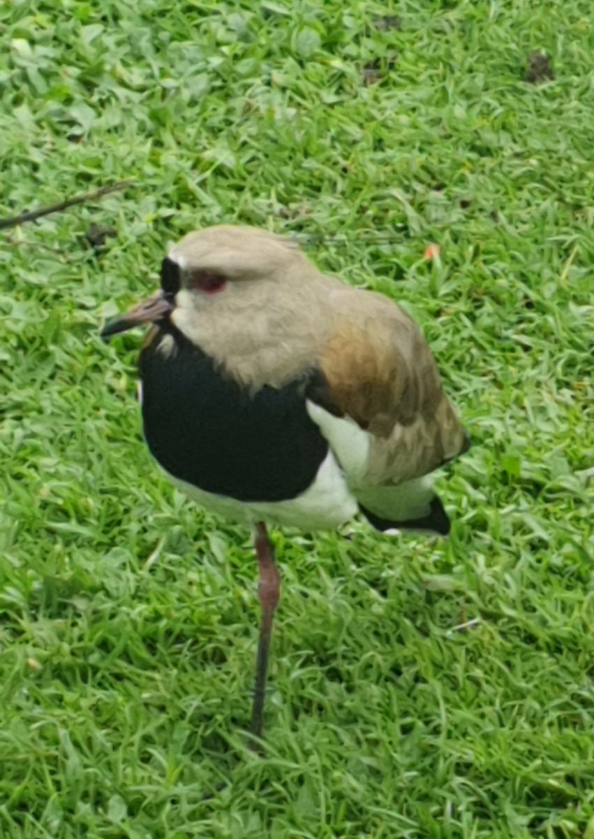 Southern Lapwing - ML609931143