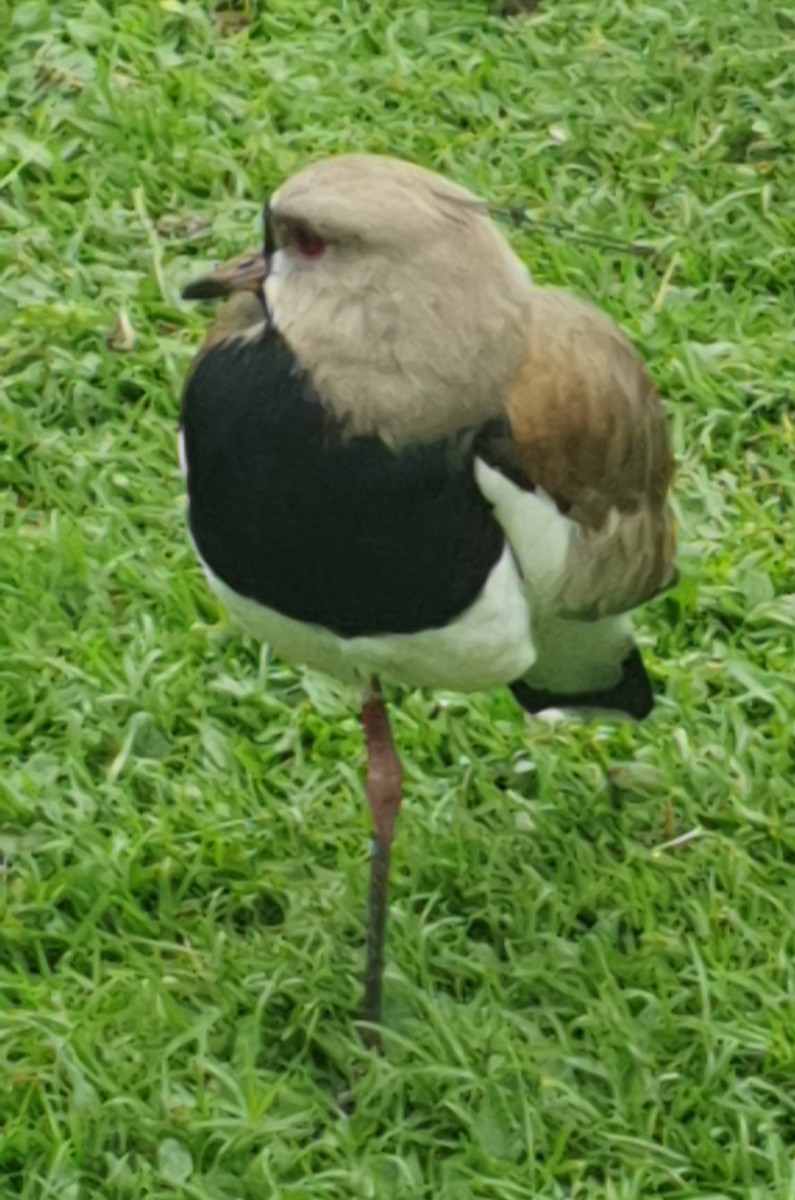 Southern Lapwing - ML609931144