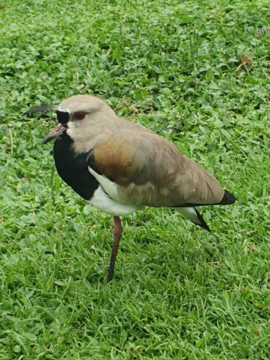 Southern Lapwing - ML609931146