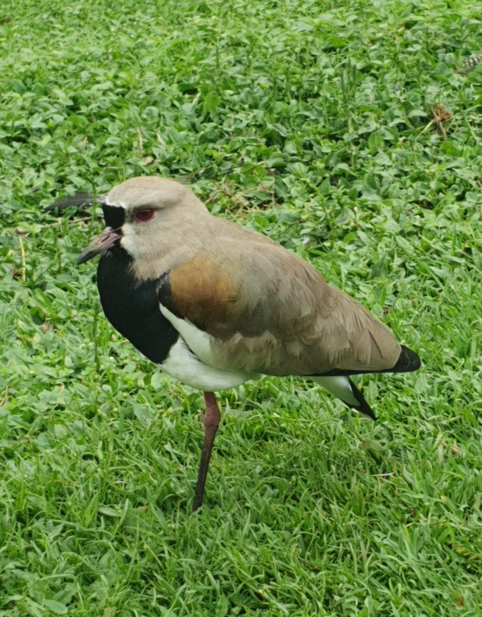 Southern Lapwing - ML609931148