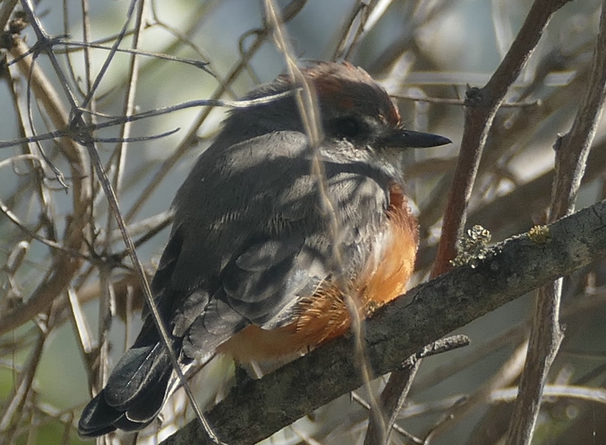 Vermilion Flycatcher - ML609931264