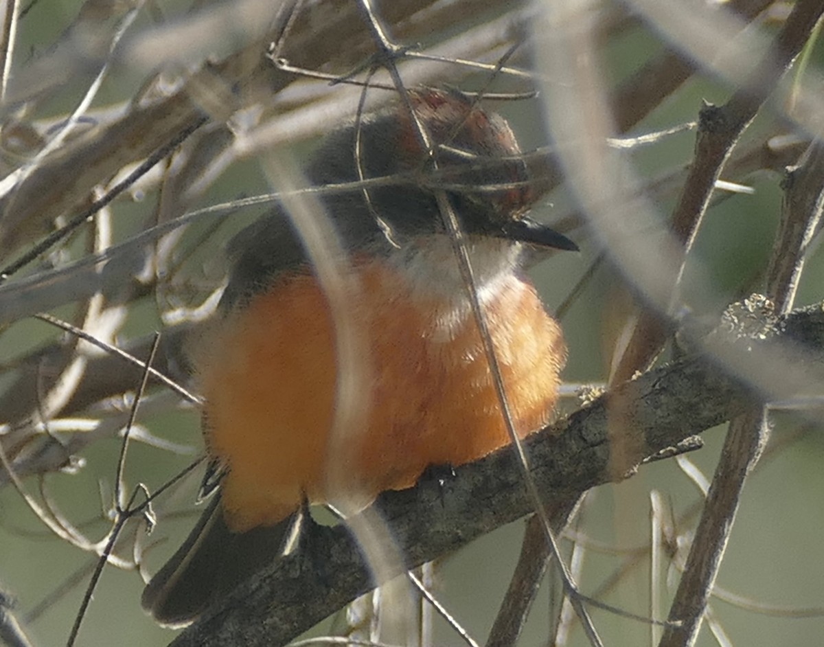 Vermilion Flycatcher - ML609931265