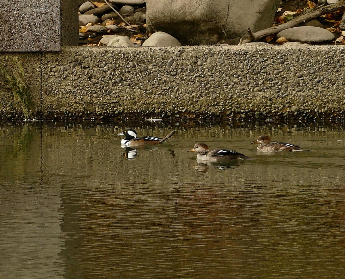 Hooded Merganser - ML609931267