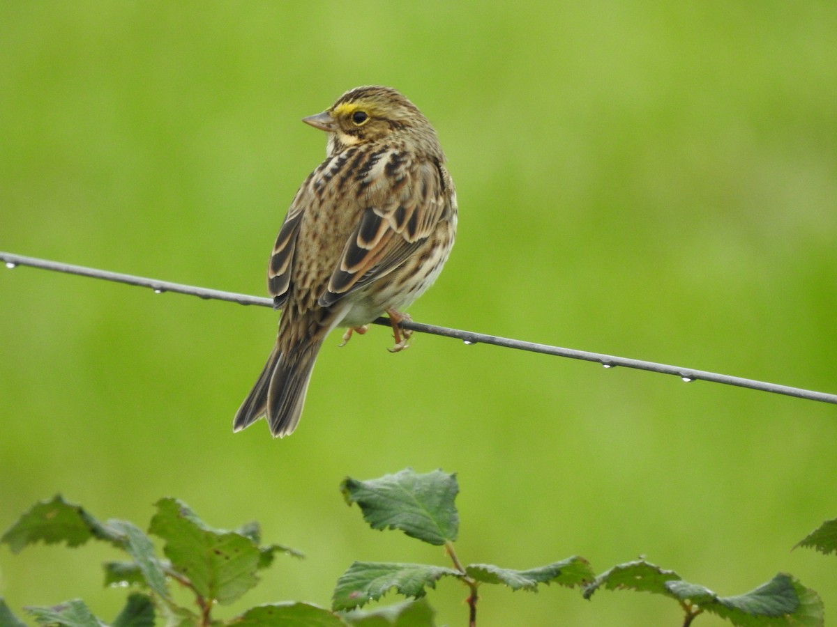 Savannah Sparrow - Kathleen Sayce