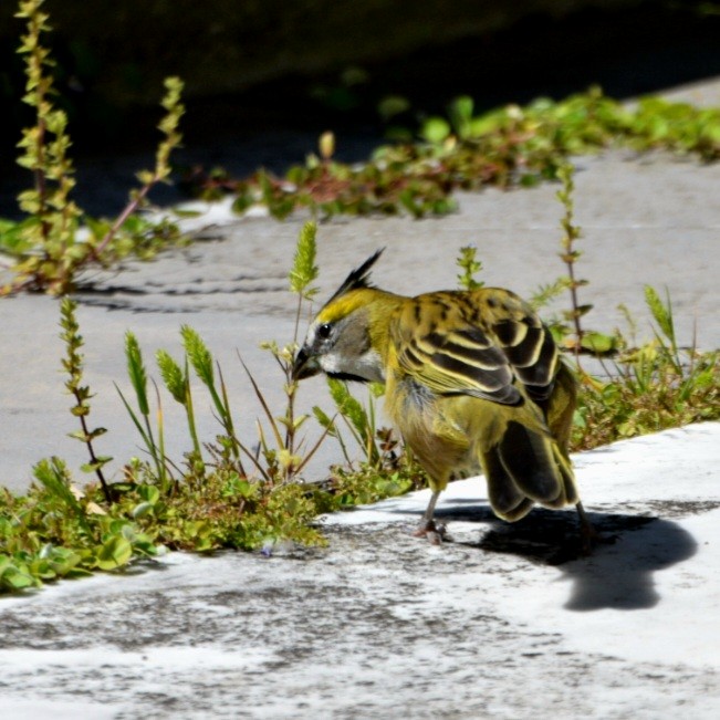 Yellow Cardinal - ML609931338