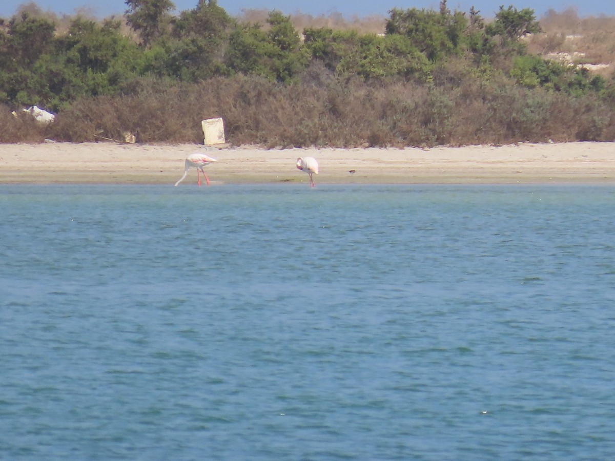 Greater Flamingo - Ute Langner