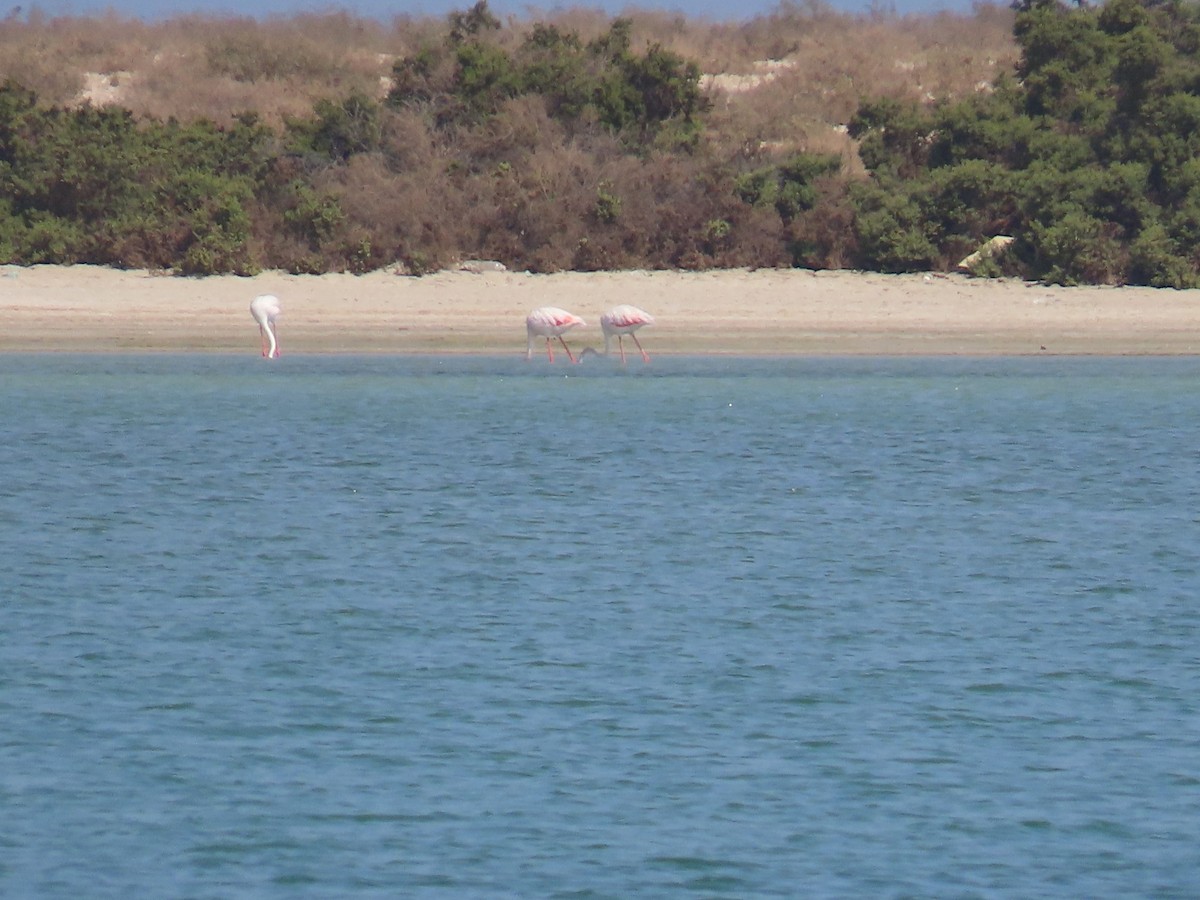 Greater Flamingo - Ute Langner