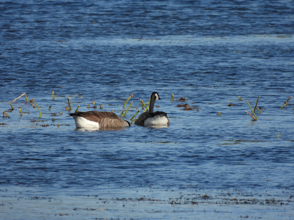 Canada Goose - Alexander R