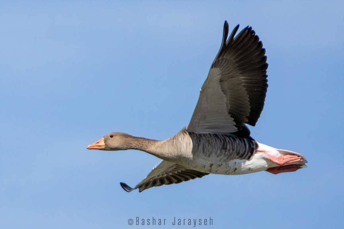 Graylag Goose - ML609931356