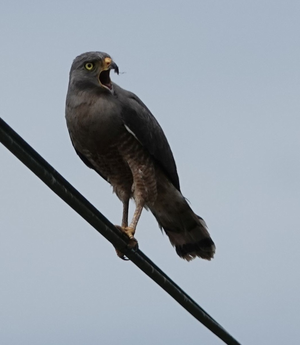 Roadside Hawk - ML609931478