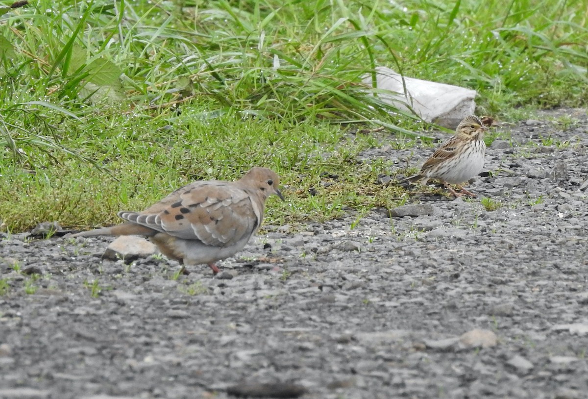 Mourning Dove - ML609931529