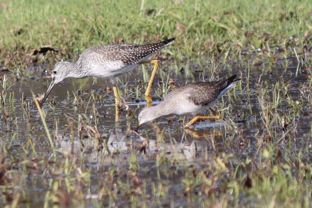 Lesser Yellowlegs - ML609931531