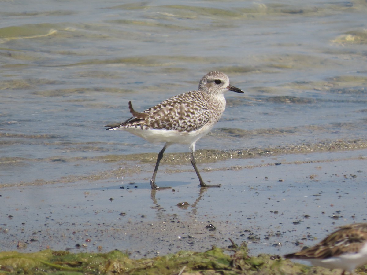 Black-bellied Plover - ML609931533