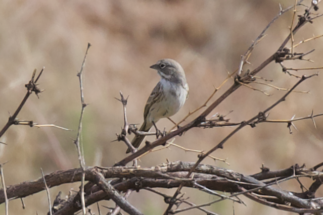 Sagebrush Sparrow - ML609931560