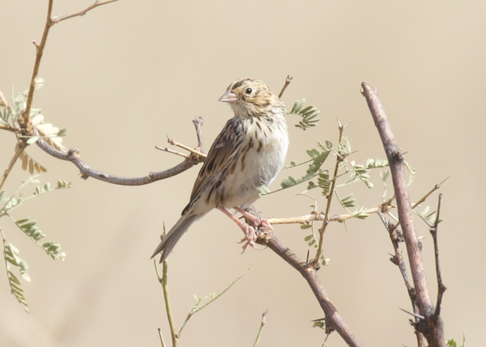 Baird's Sparrow - ML609931584