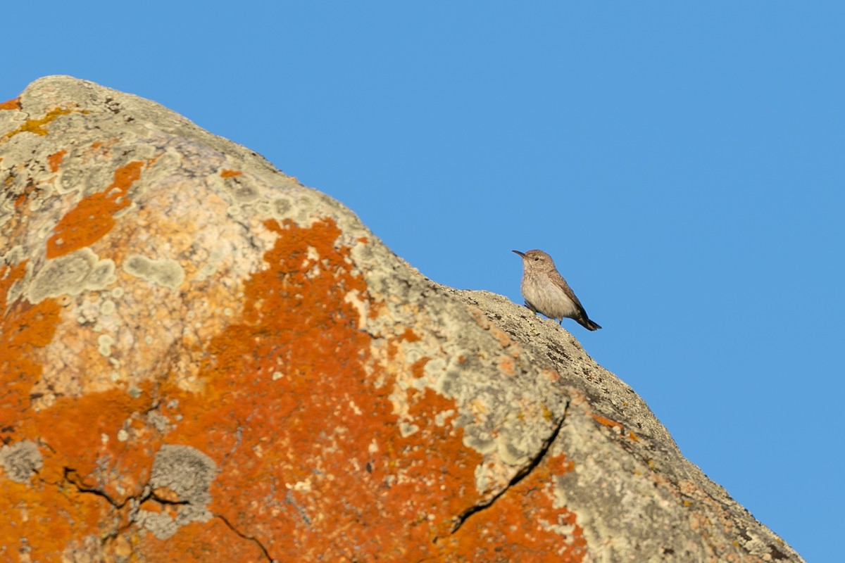 Troglodyte des rochers - ML609931589