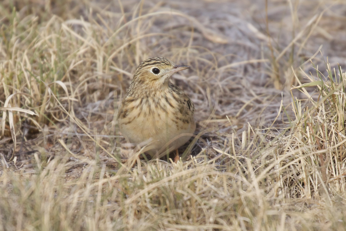Sprague's Pipit - ML609931649