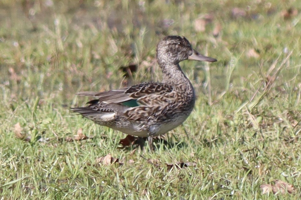 Green-winged Teal - Erica West
