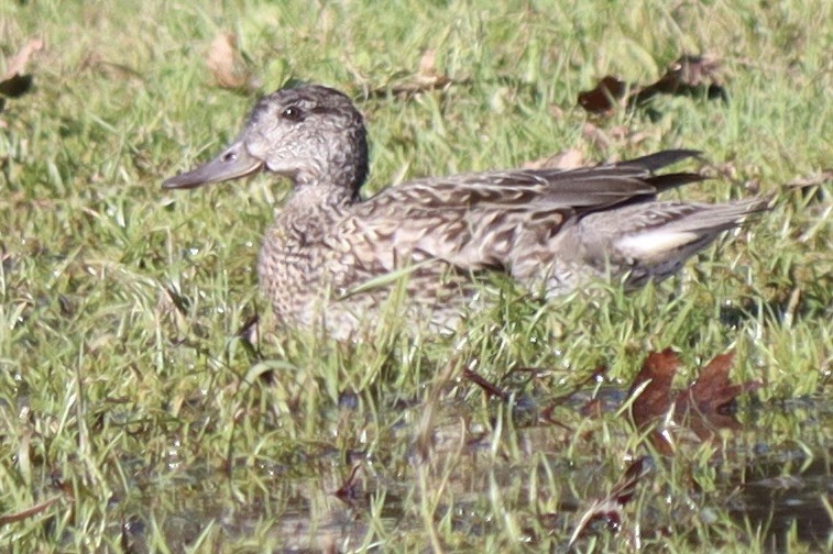 Green-winged Teal - Erica West