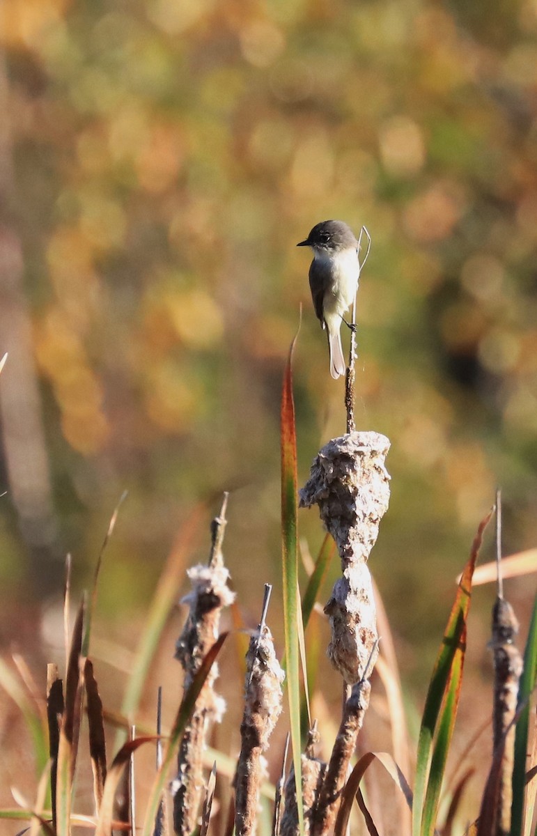 Eastern Phoebe - ML609931788