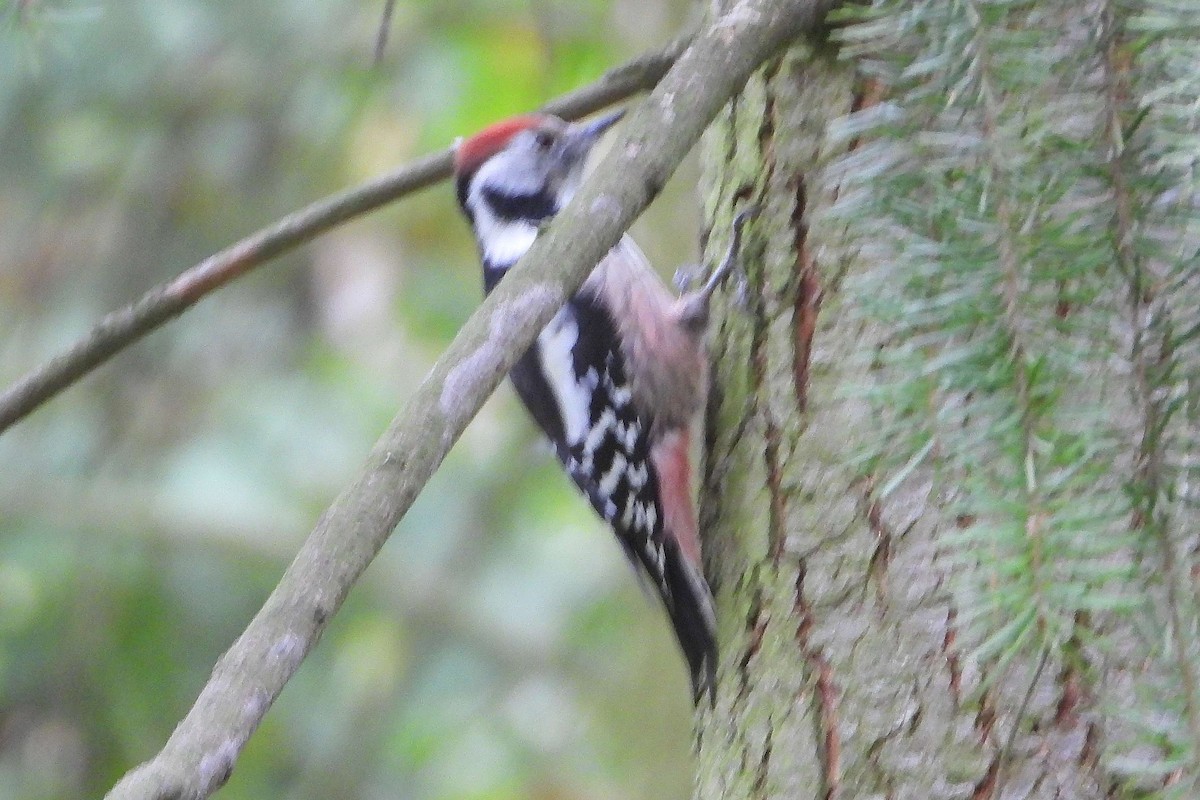 Middle Spotted Woodpecker - ML609931999