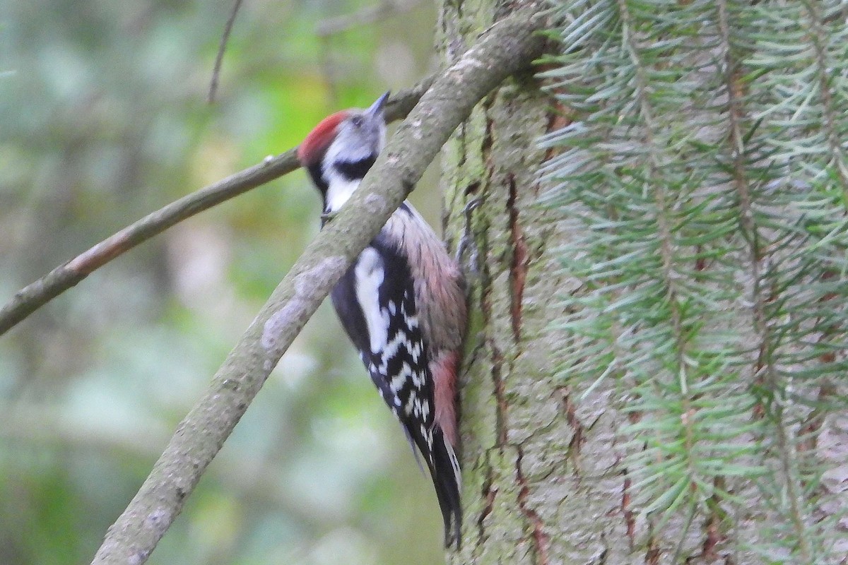 Middle Spotted Woodpecker - ML609932000