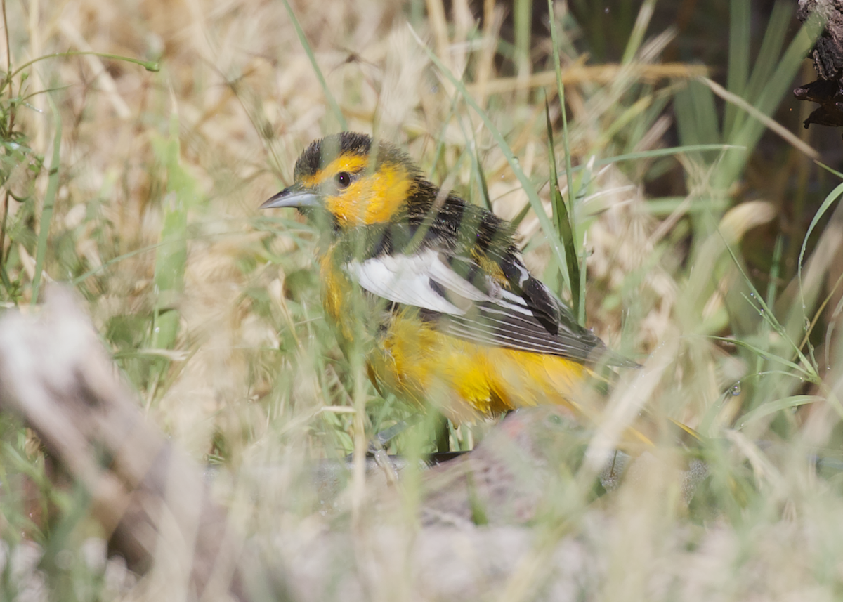 Bullock's Oriole - ML609932104