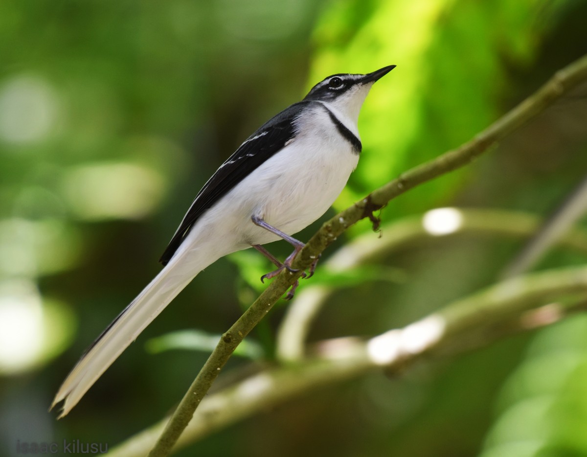 Mountain Wagtail - ML609932143