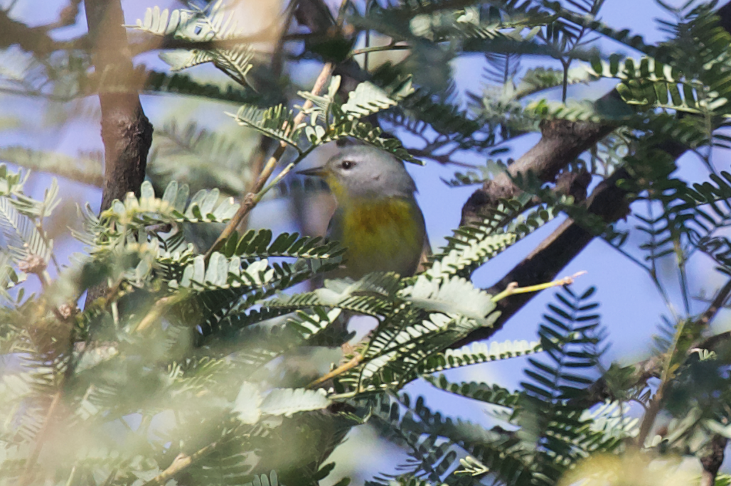 Northern Parula - ML609932156