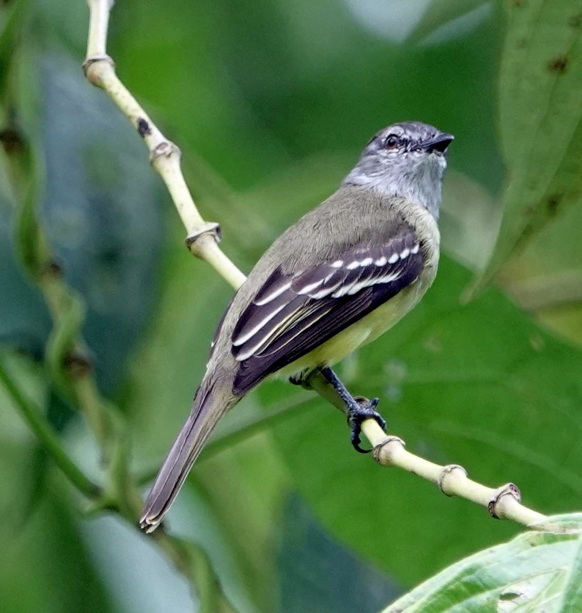 Yellow-crowned Tyrannulet - ML609932167